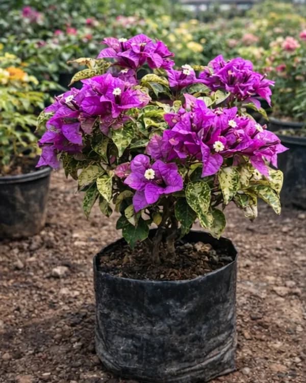 How to Bloom Bougainvilleas Heavily: 5 Expert Secrets
